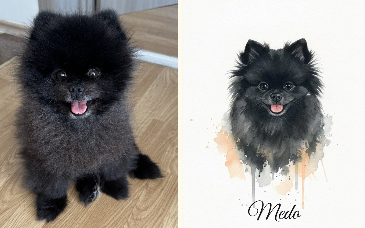Phone photo of a black Pomeranian next to his watercolour portrait